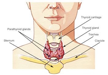 About the Thyroid | British Thyroid Foundation